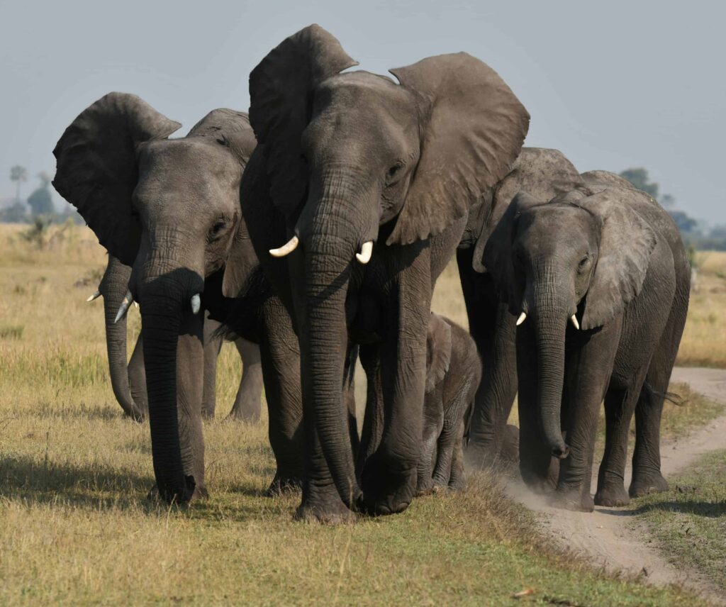 elephants in moremi game reserve