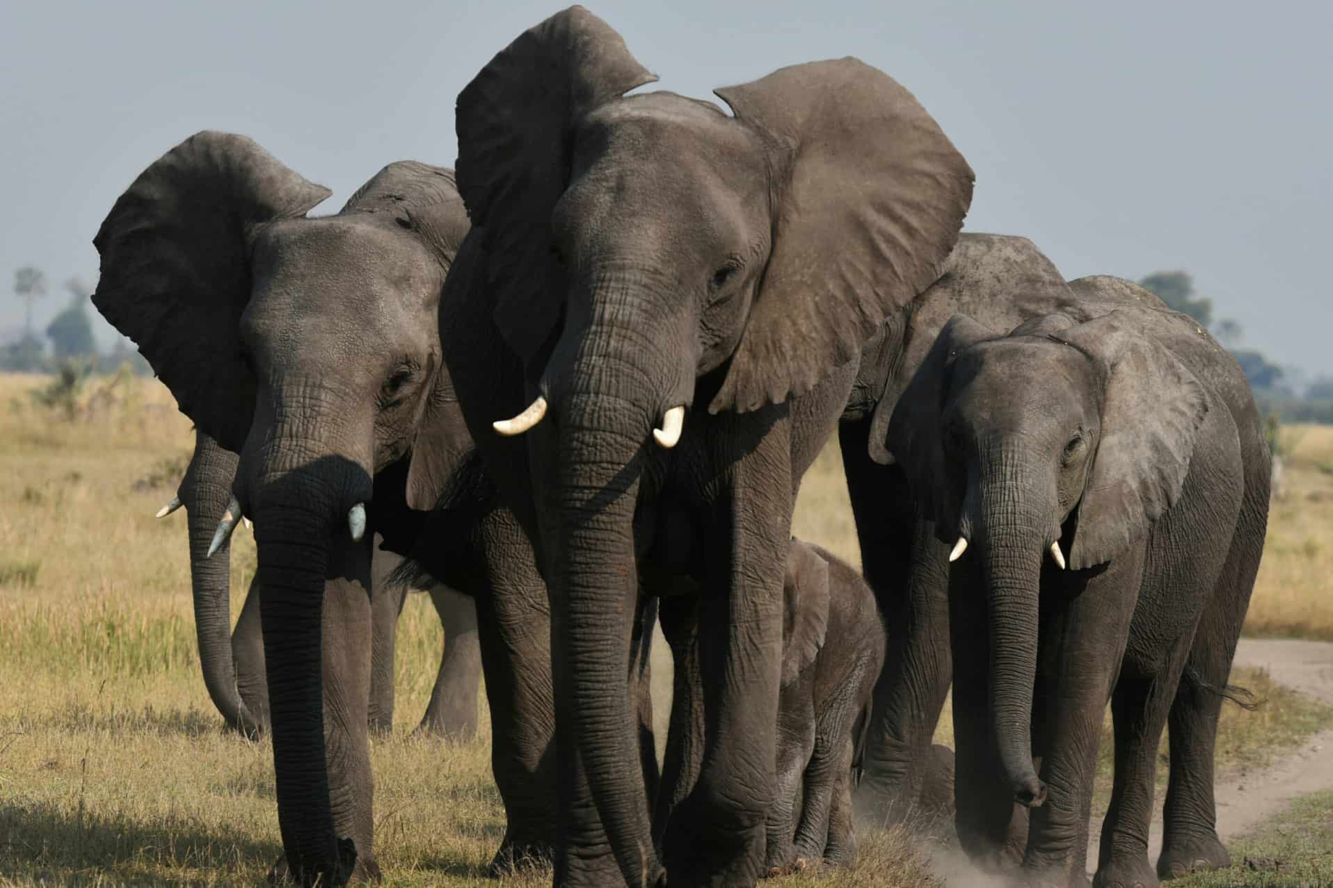 elephants in moremi game reserve
