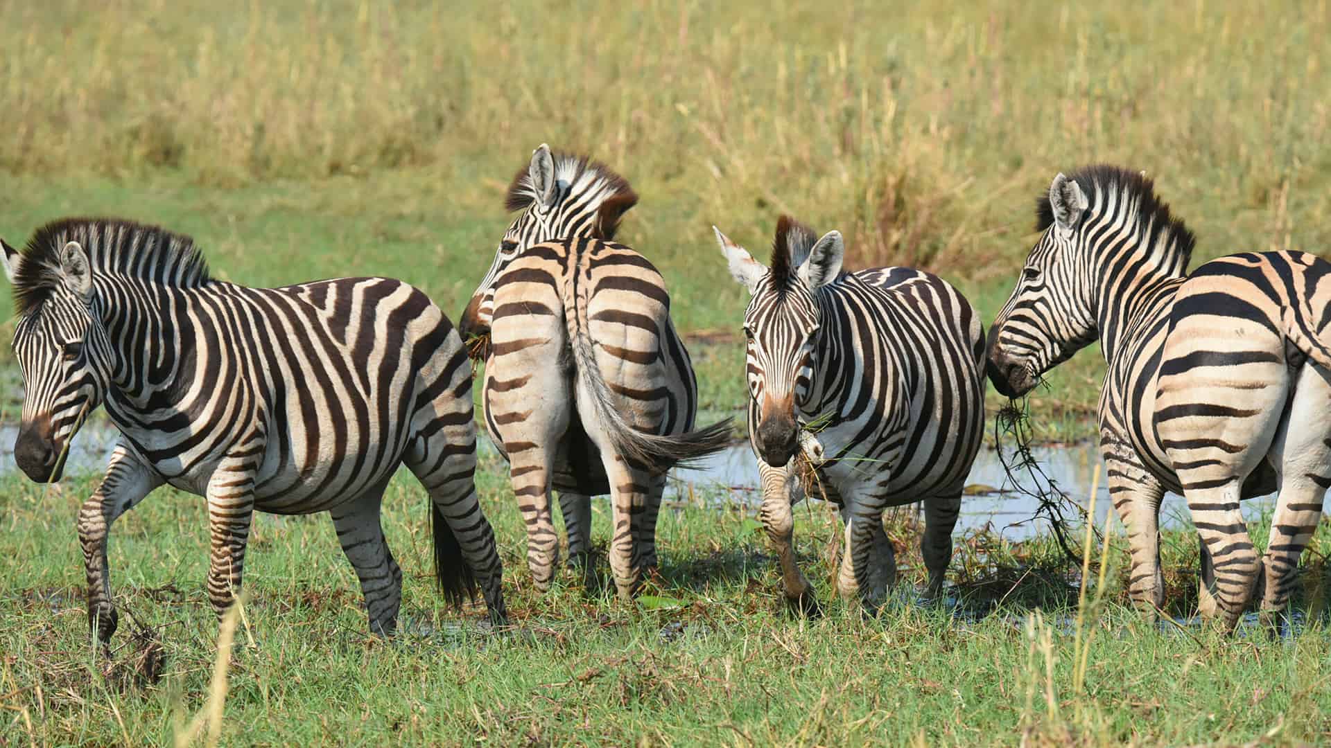 Naga Safaris