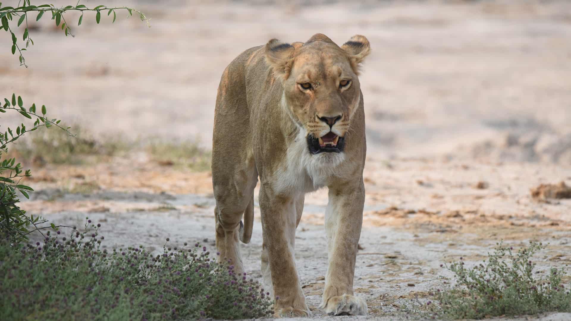 Naga Safaris