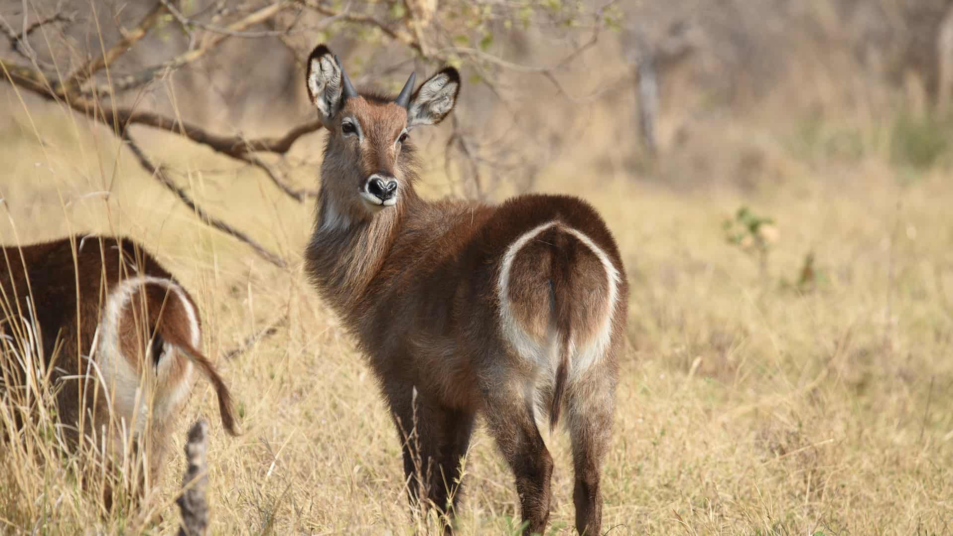 Naga Safaris