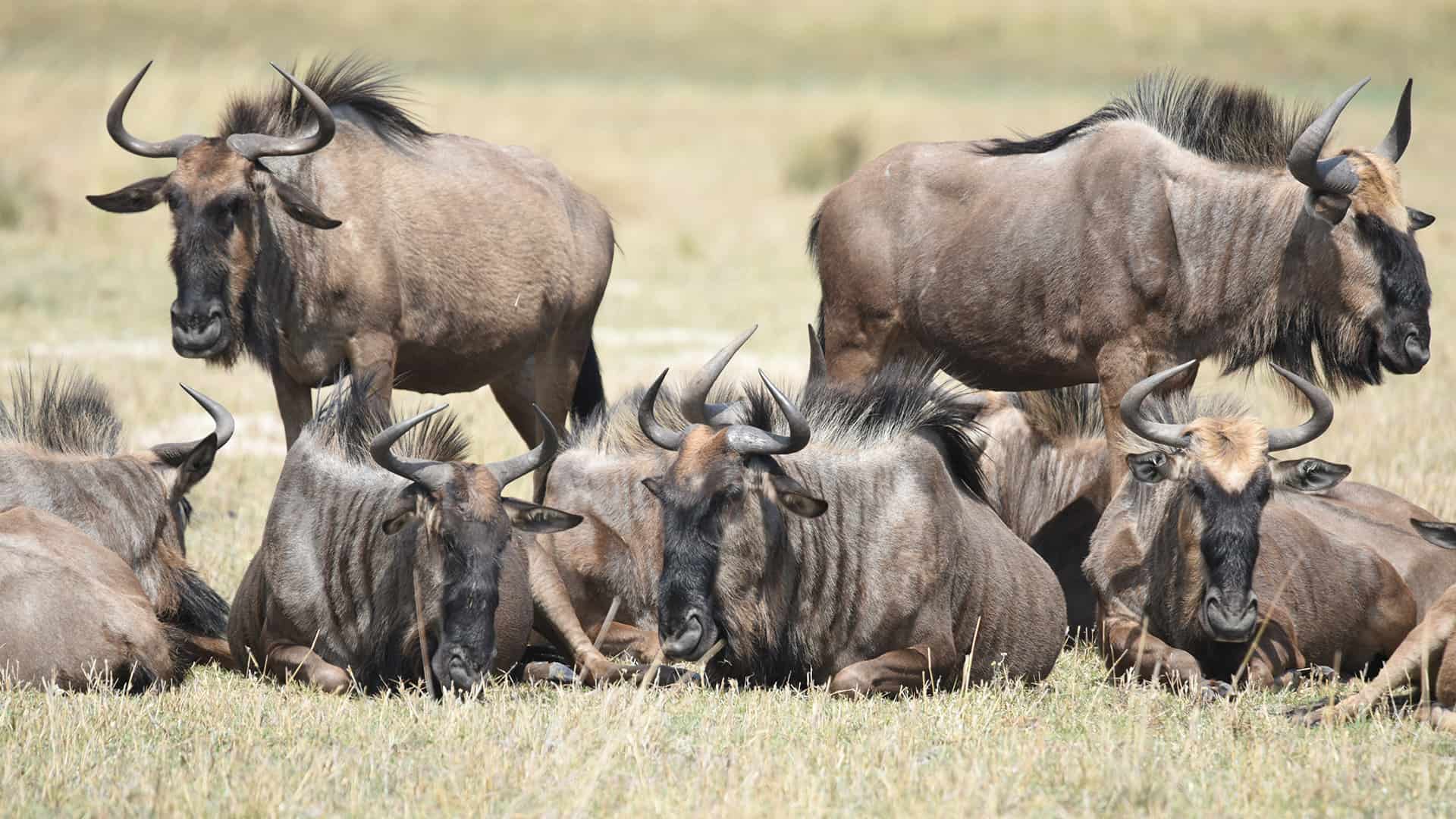 Naga Safaris