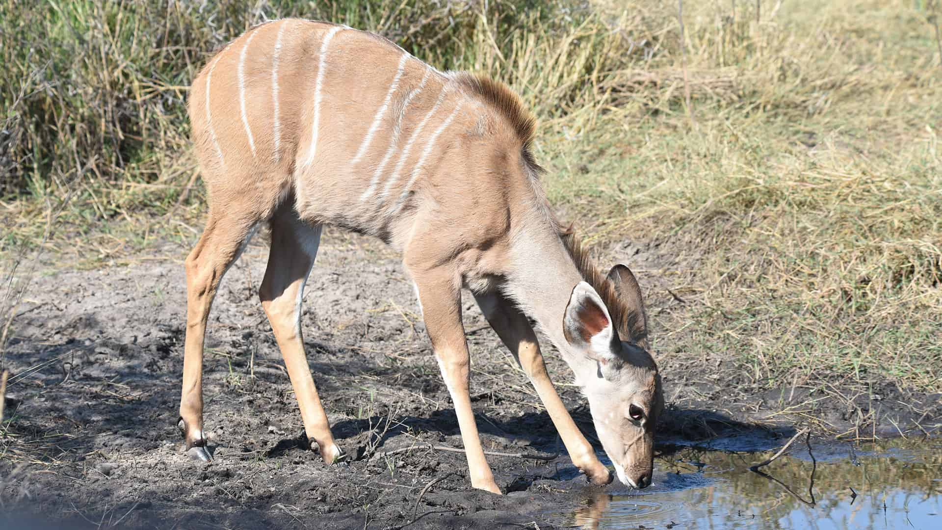 Naga Safaris