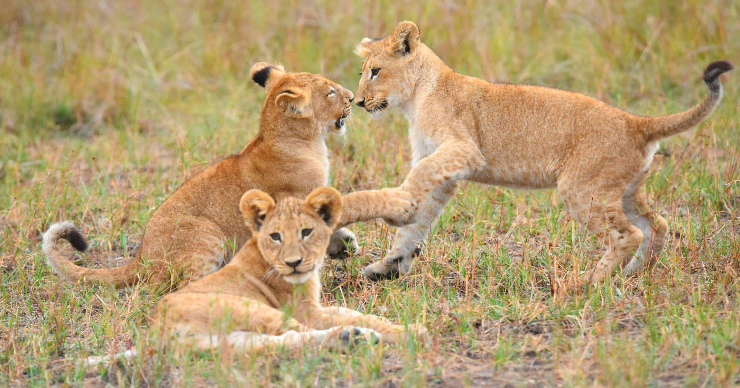 lion cubs in savuti